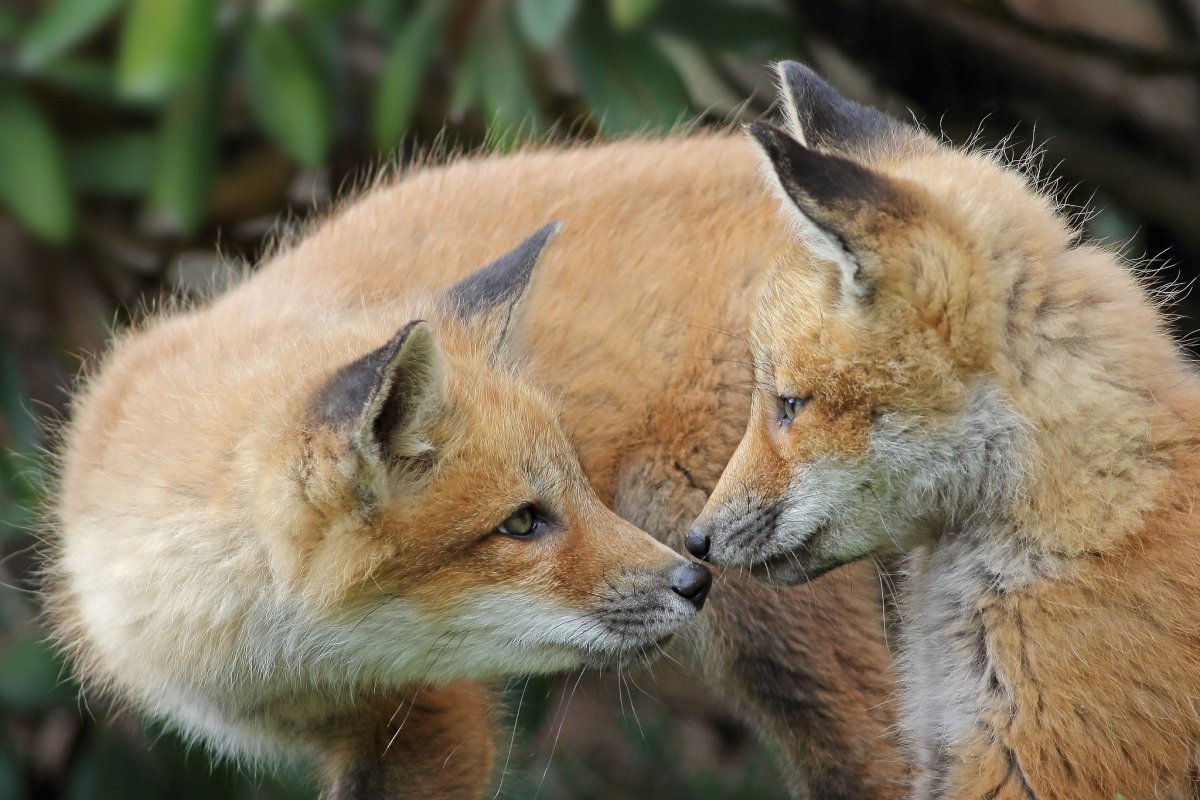 Играющий Лисенок