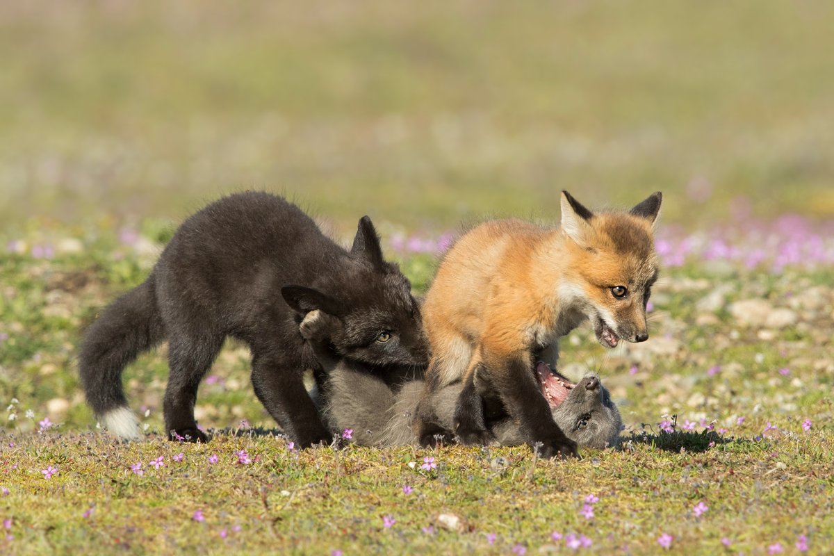 Три лисички