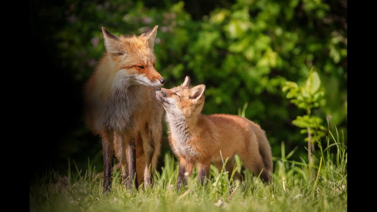 Лиса на отдыхе