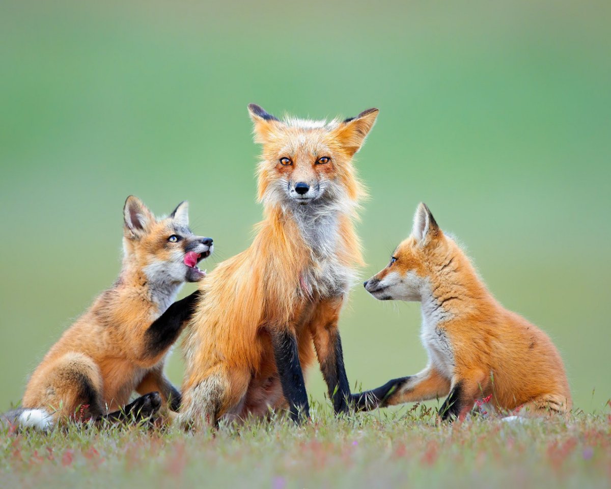 Бонни Маррис лисы