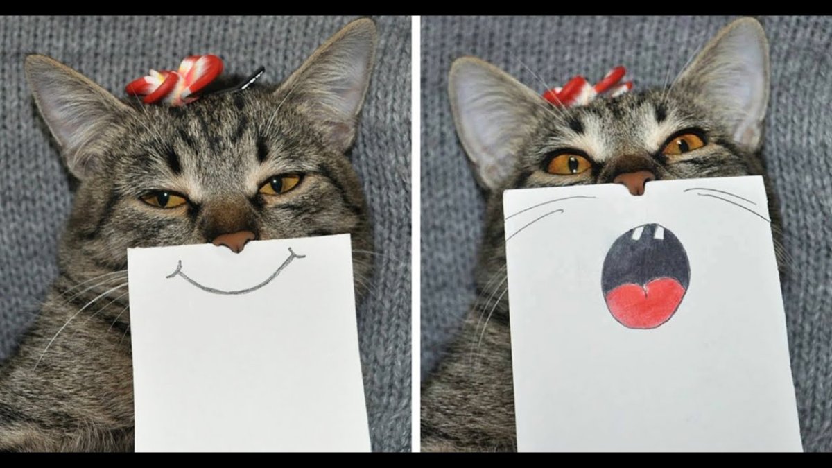 Грустный и веселый кот