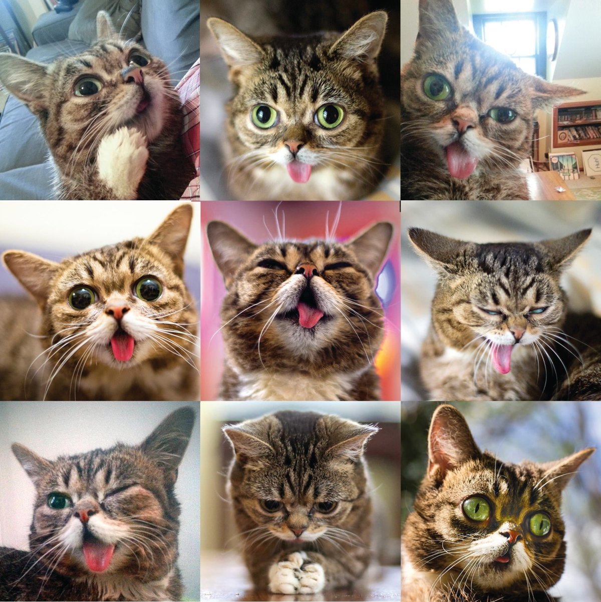 Кошачьи эмоции