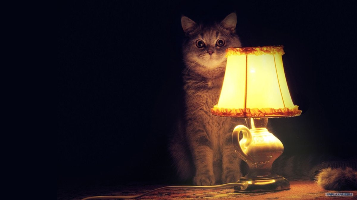 Ламповый кот