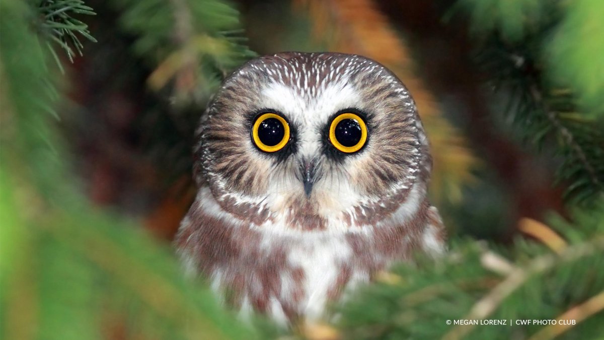 Сова с большими глазами