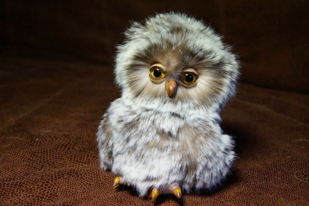 Милые Совята