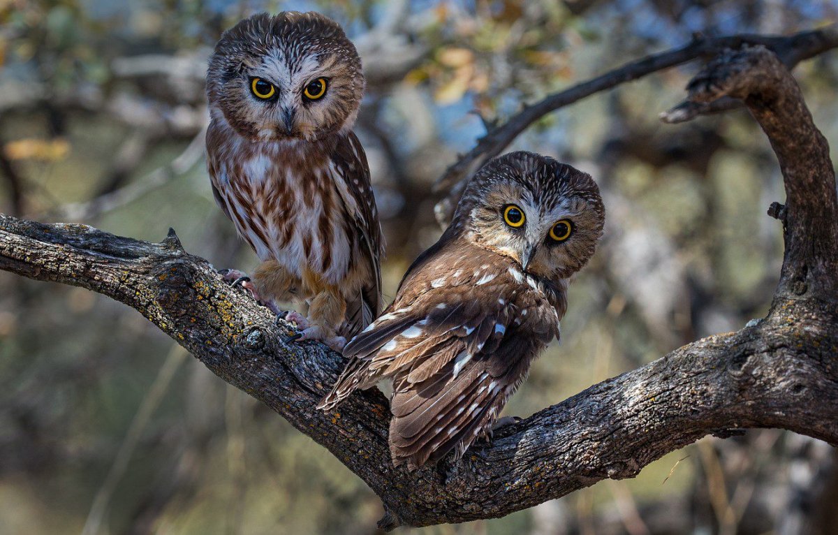 Сплюшка Сыч сипуха