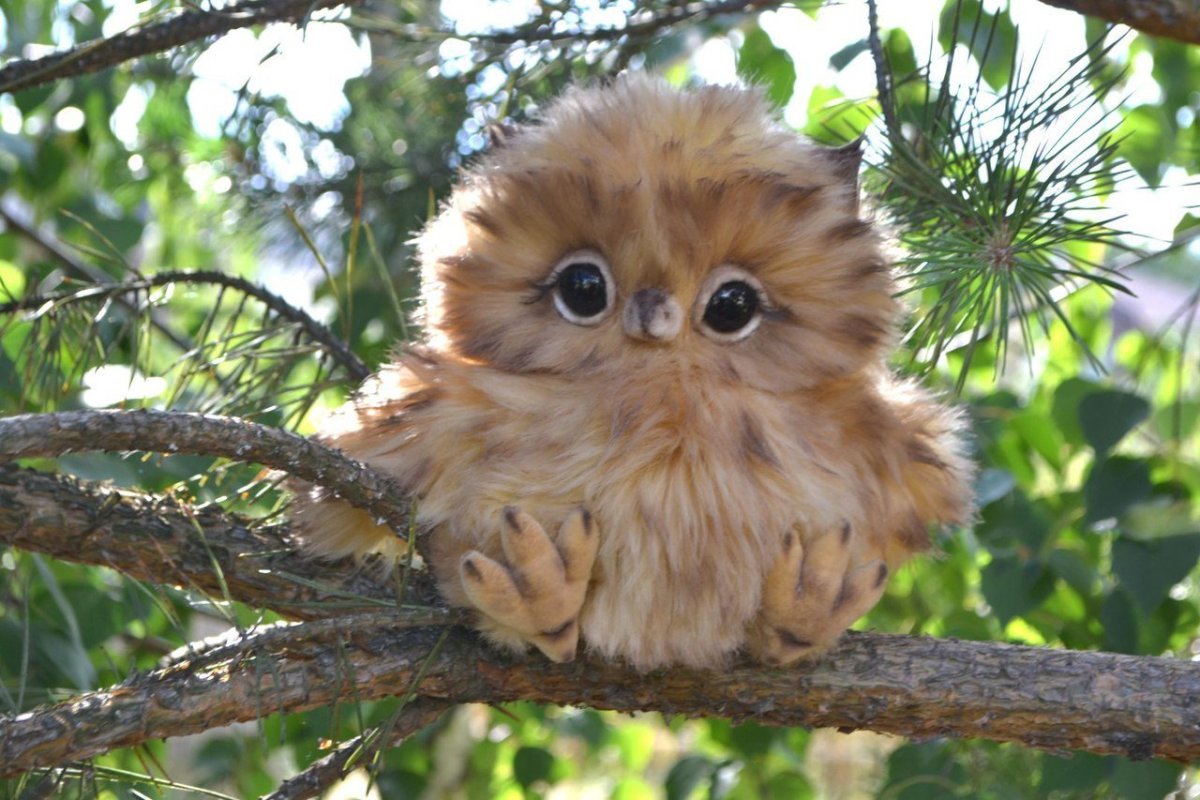 Маленькие Совята