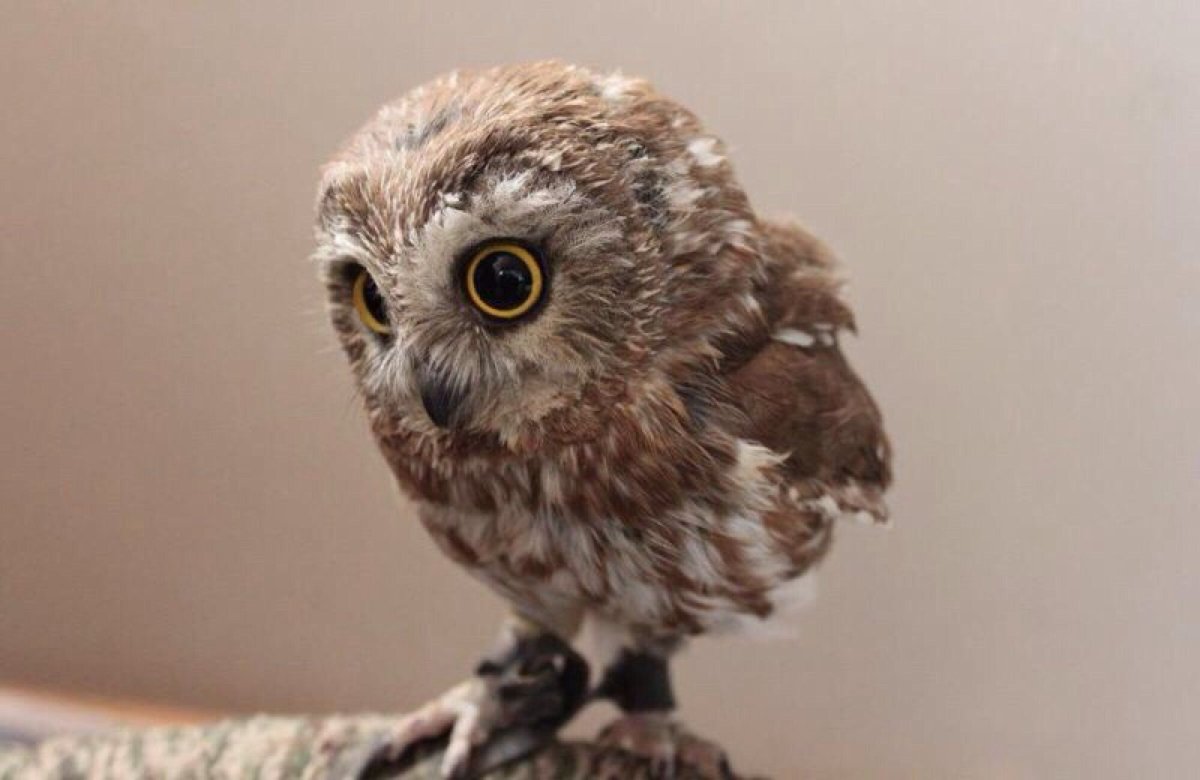 Сычик сплюшка