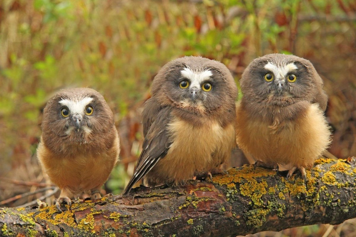 Совенок Тедди