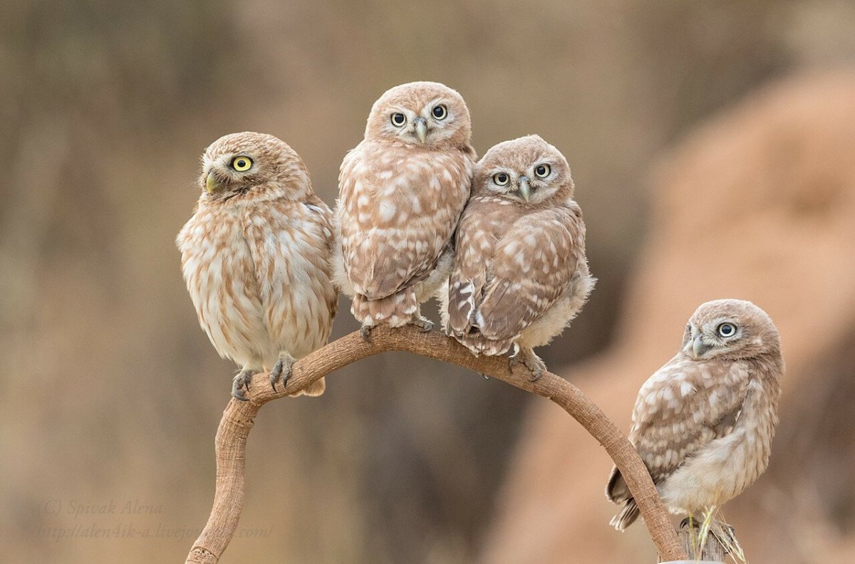 Милые Совы
