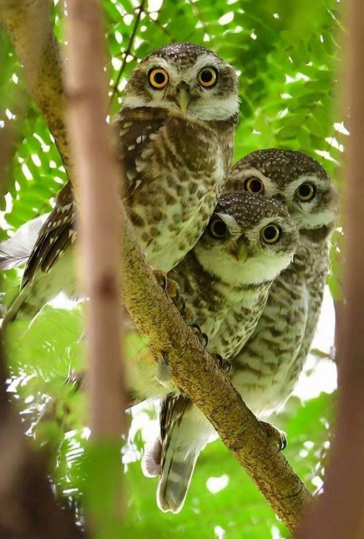 Карликовый Сыч