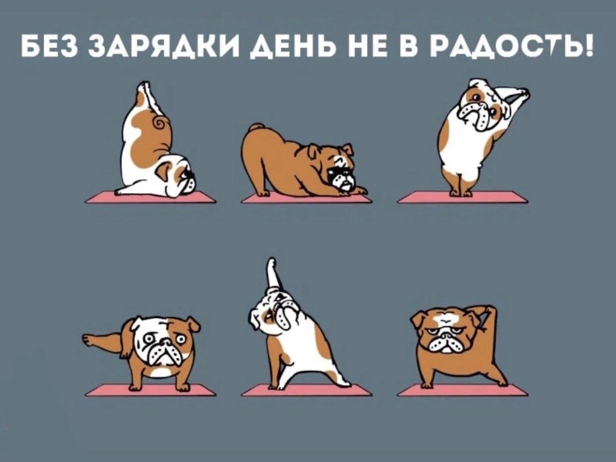 Зарядка котики