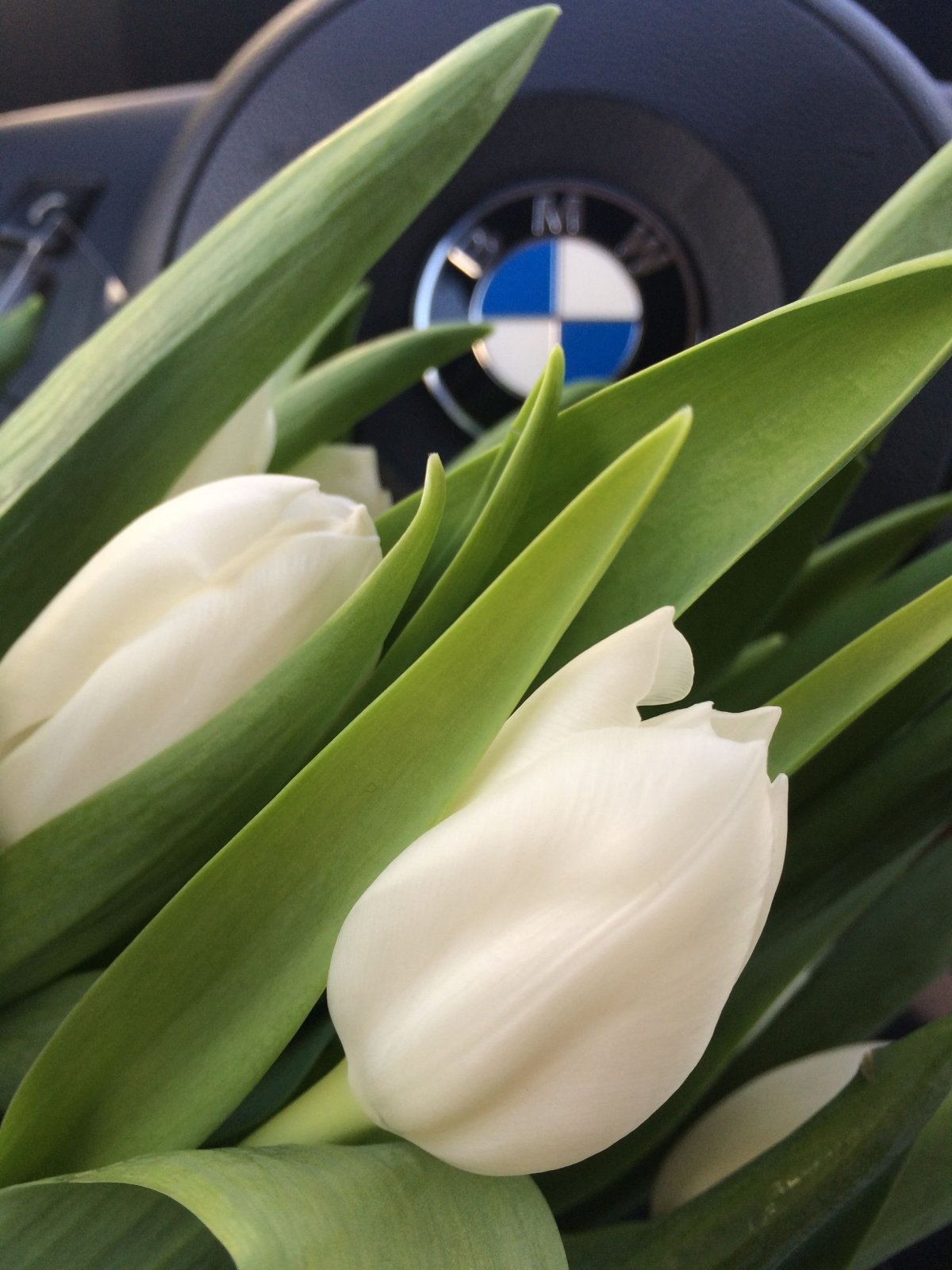 Белые тюльпаны в машине
