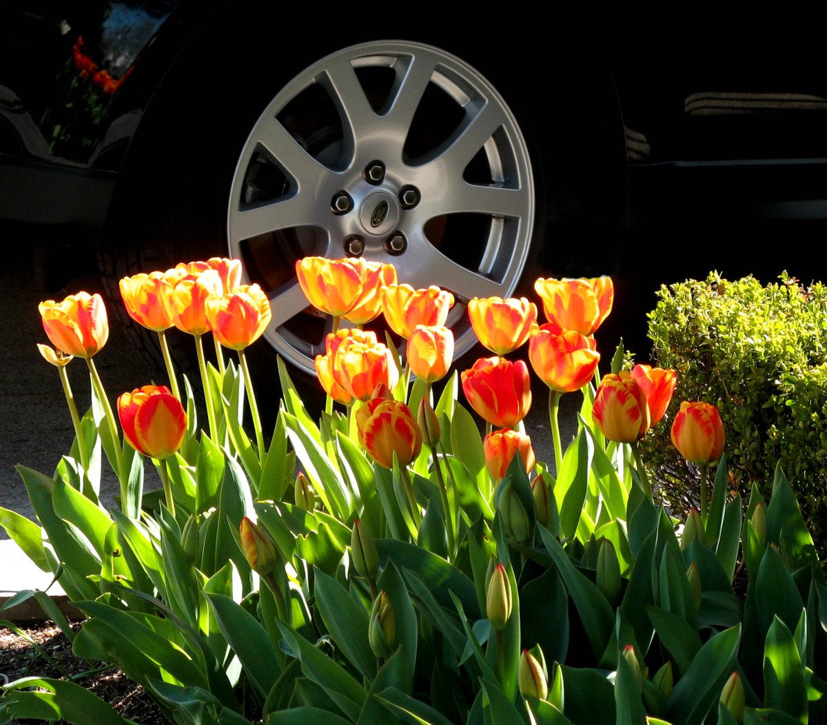 Цветы в БМВ е39