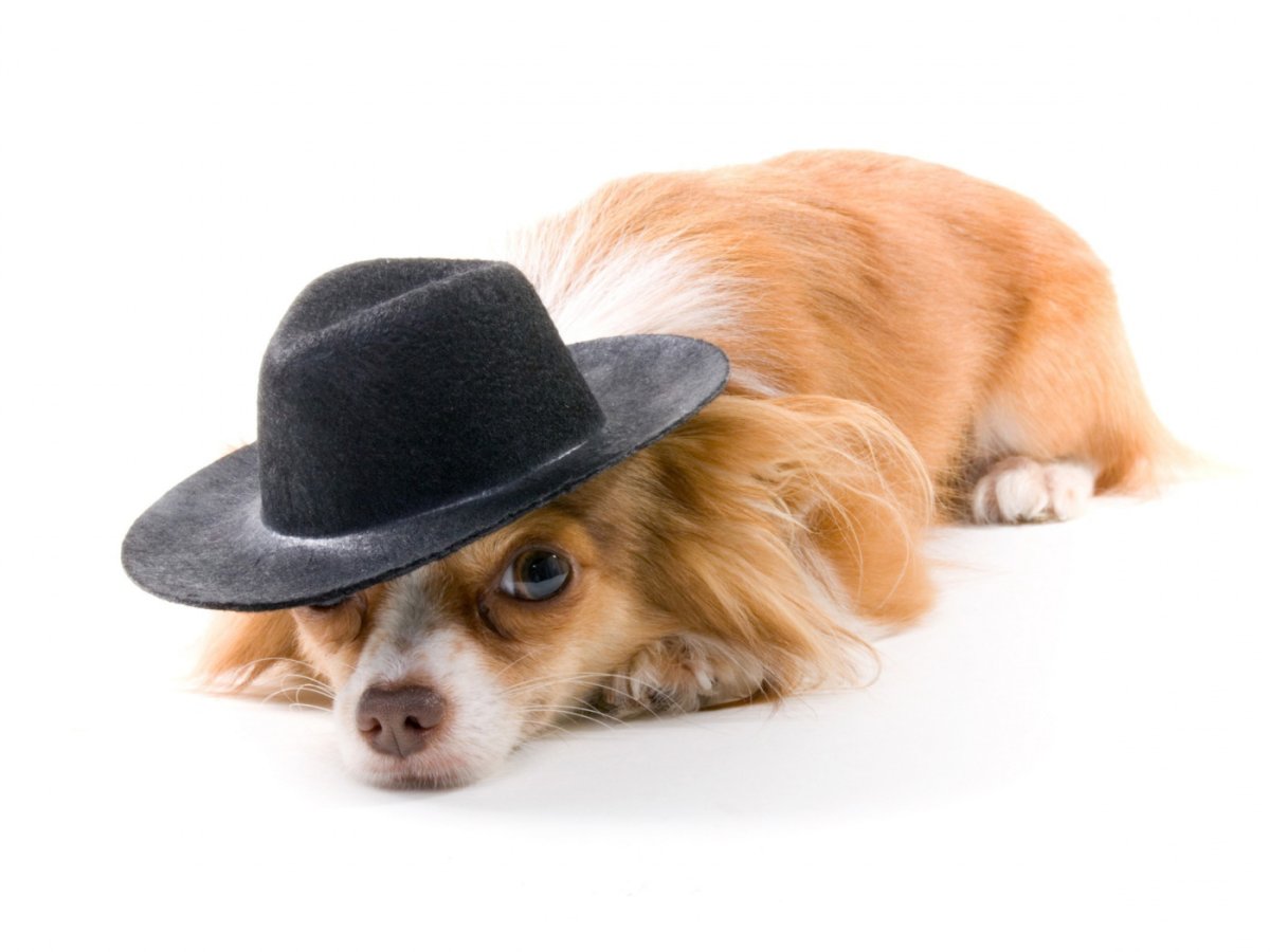 Рыжая собака в шляпе
