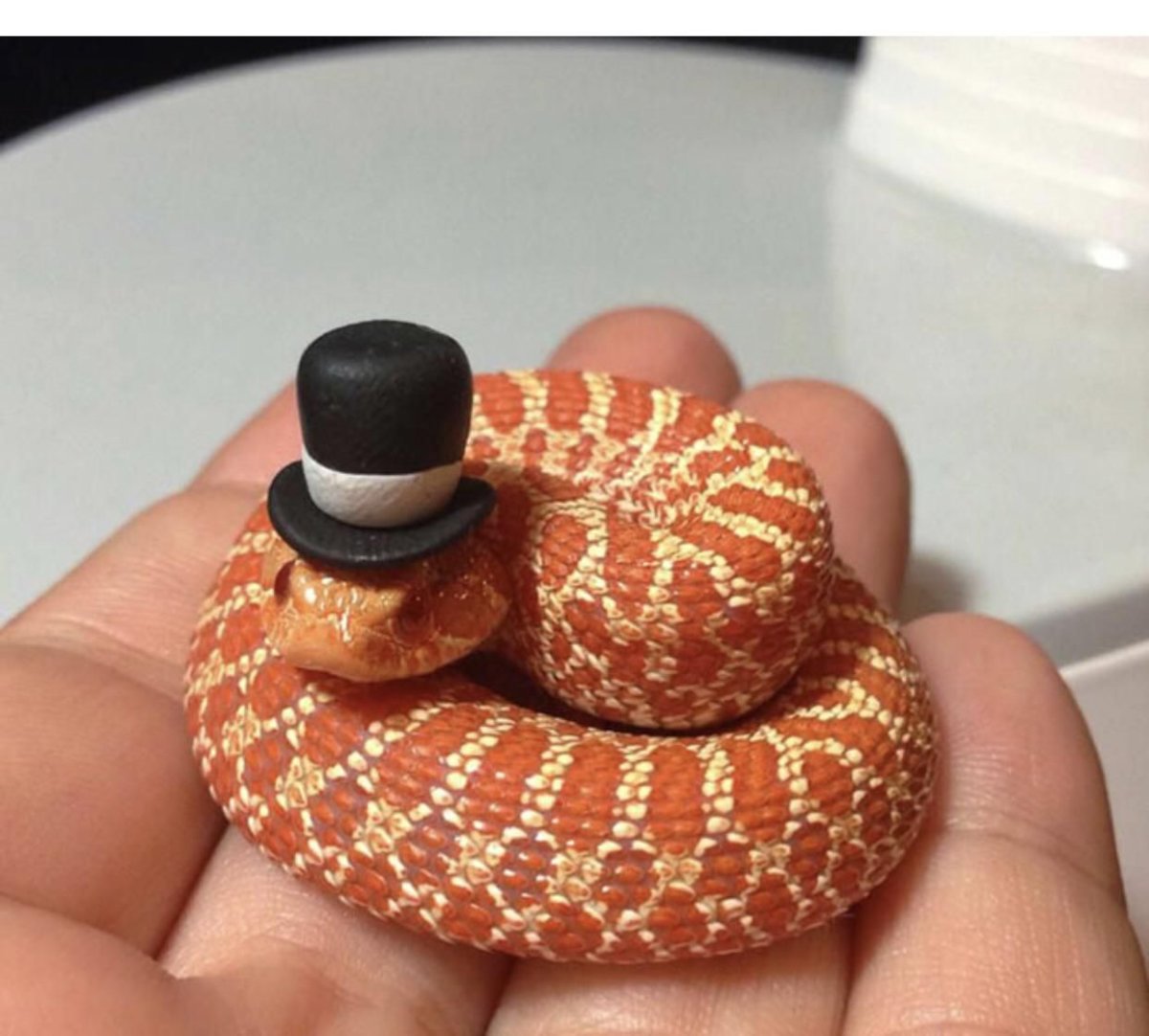 Белогубый полоз