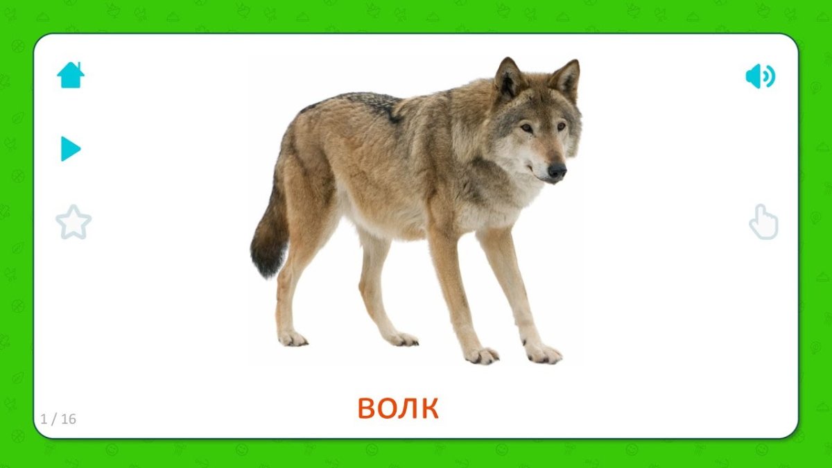 Карточка с изображением волка