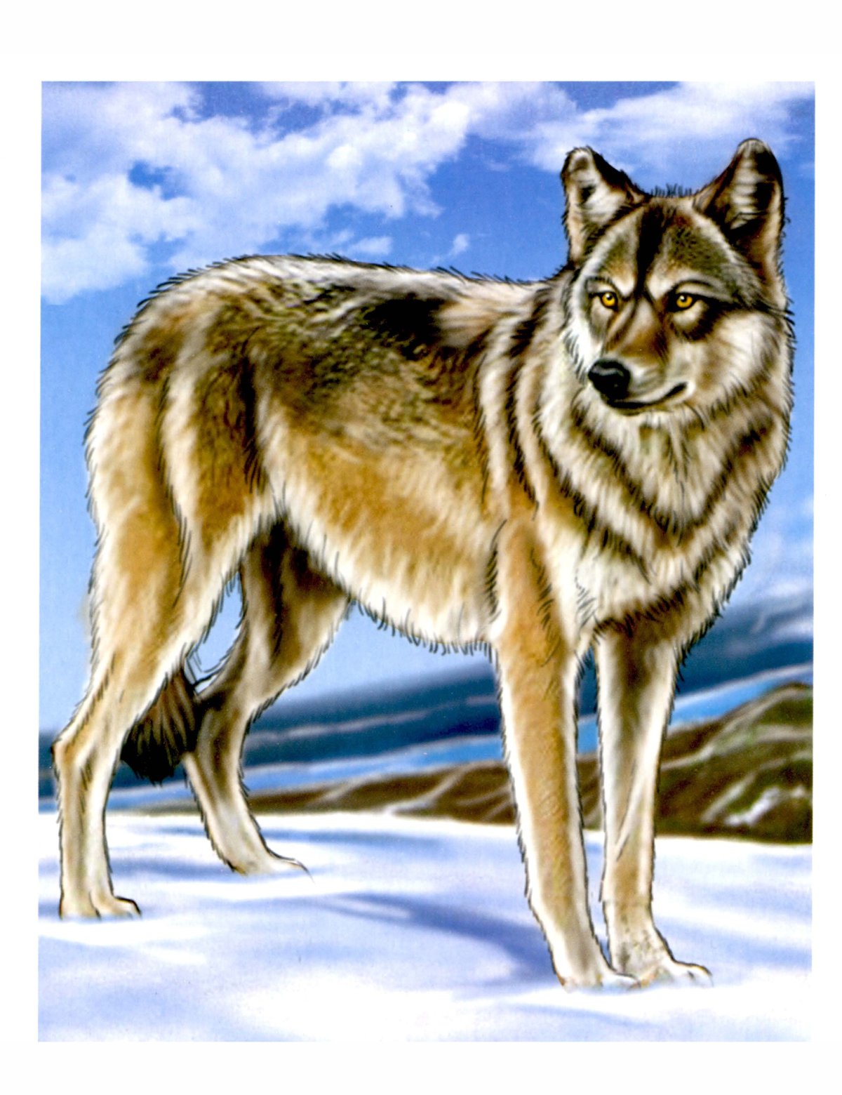 Детеныши диких животных для детей