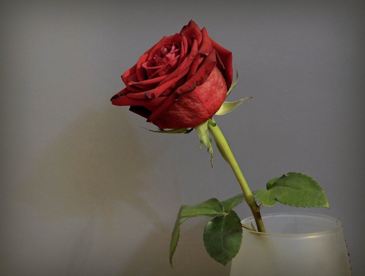 Красная роза в вазе