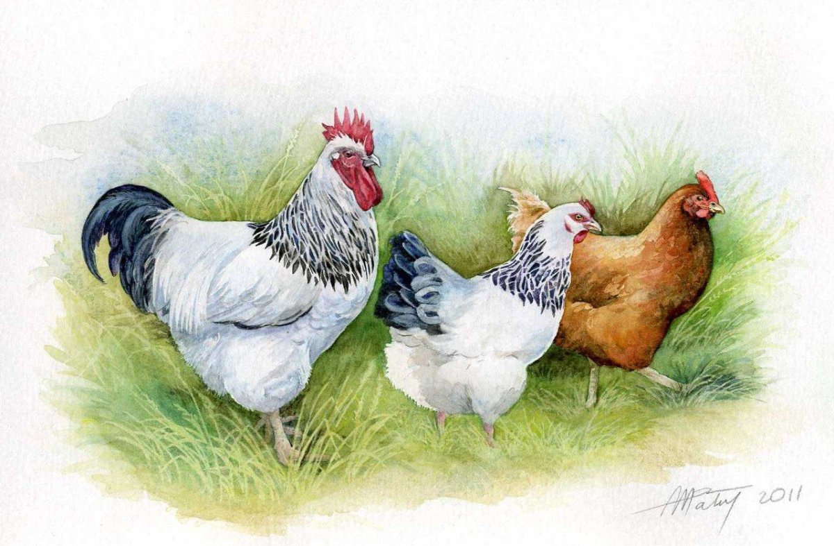 Картинка курица с цыплятами для детей на прозрачном фоне