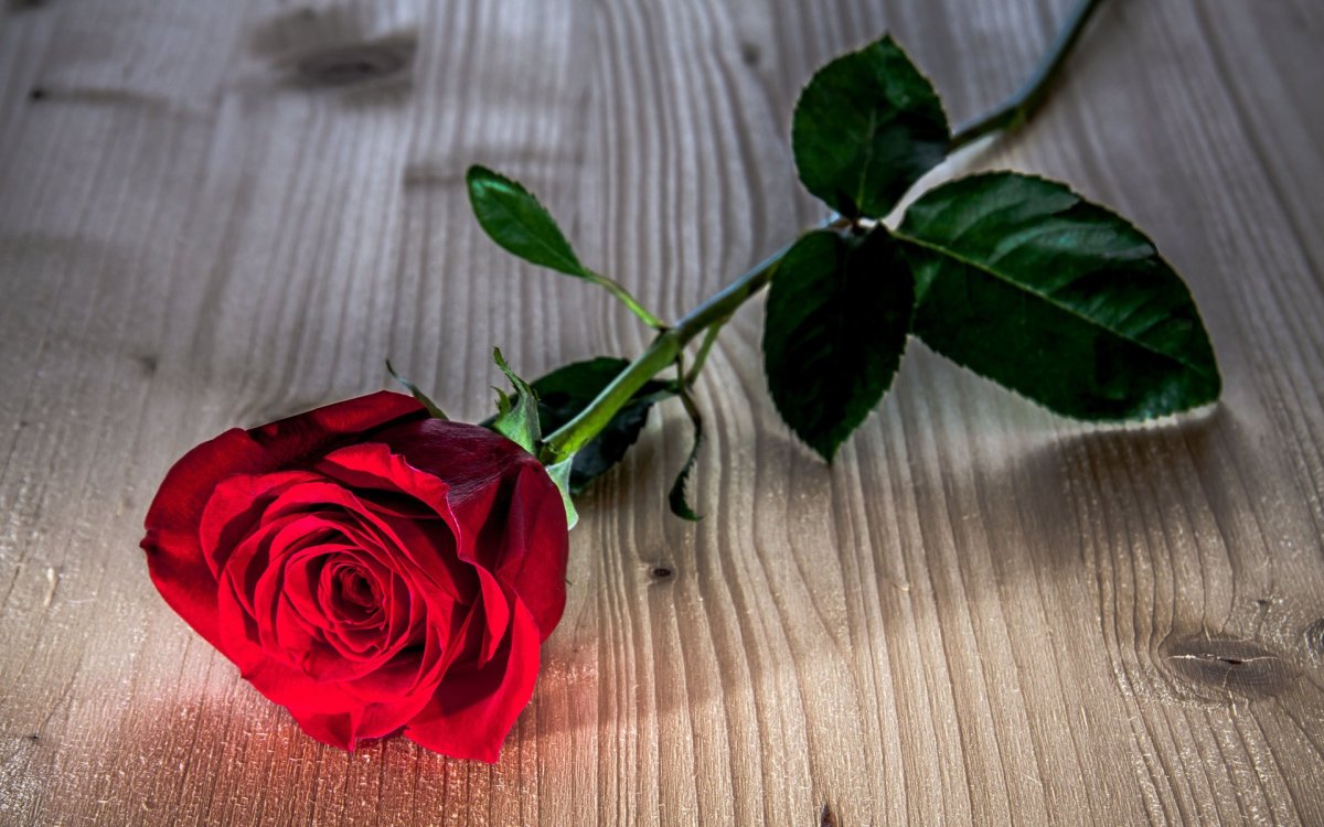 Одна красивая роза