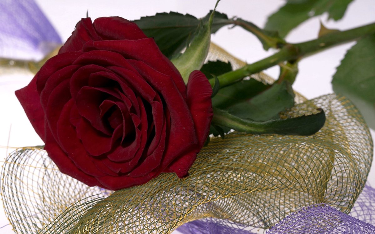 Одинокая роза