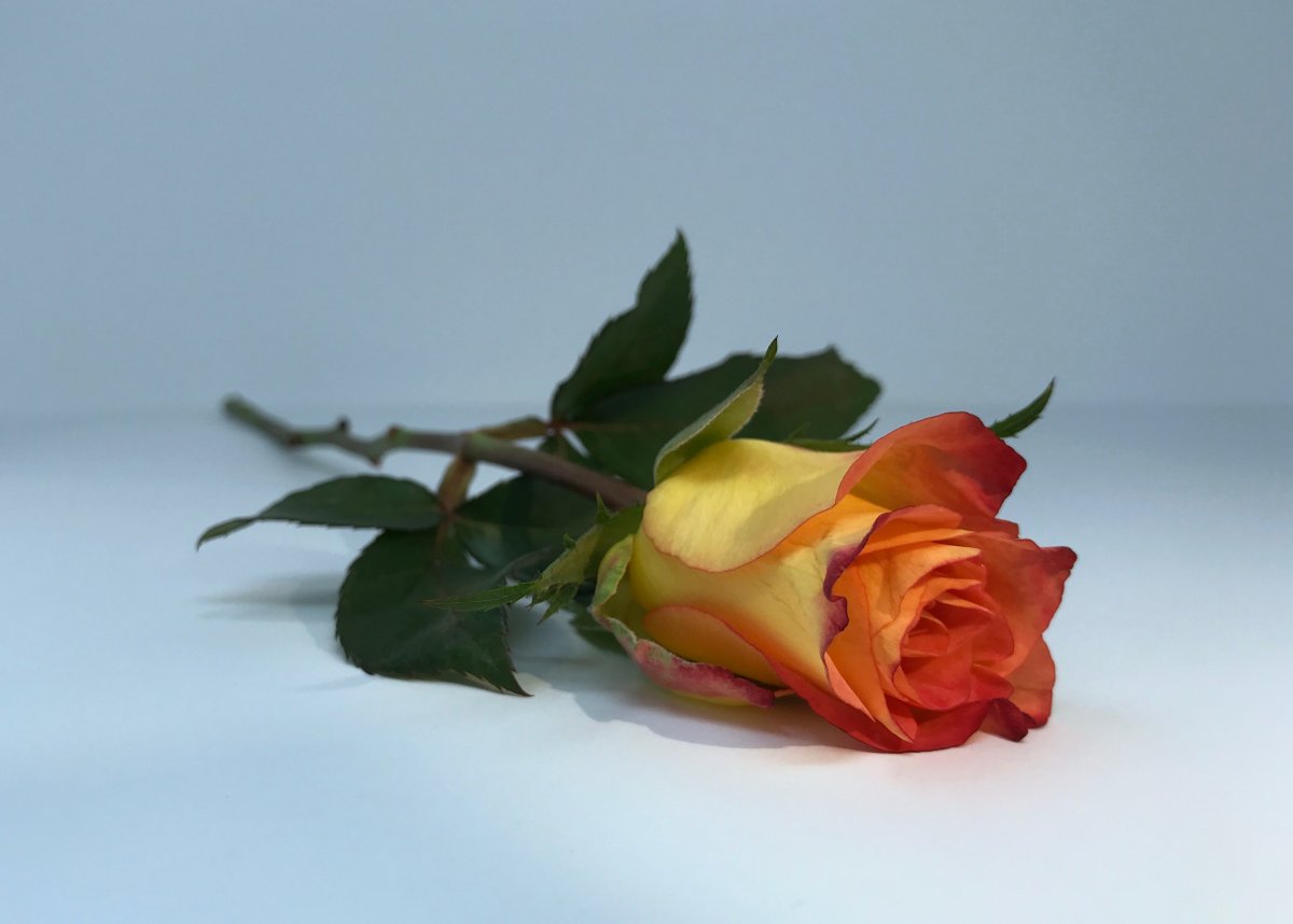 Розы картинки красивые