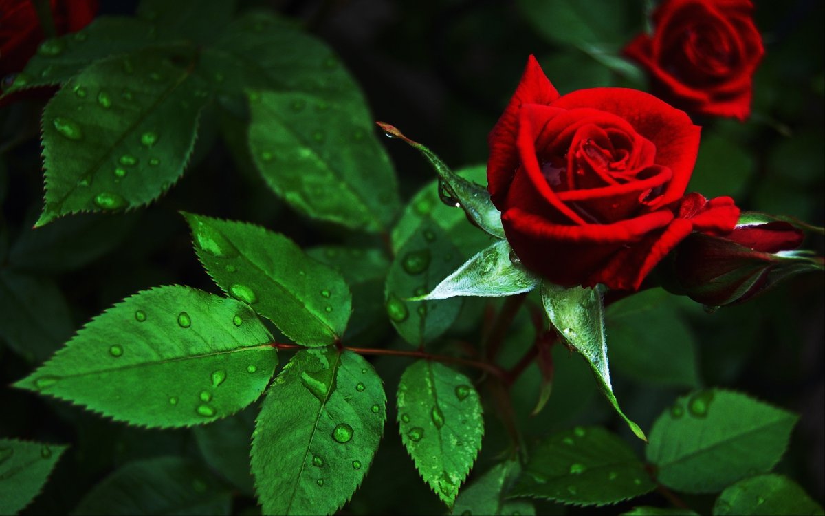 Красивые Алые розы