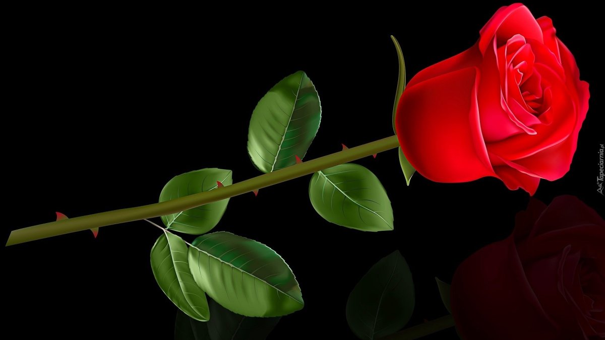 Самые красивые розы