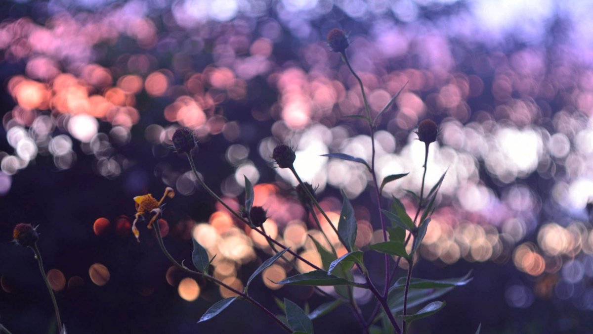 Боке природа