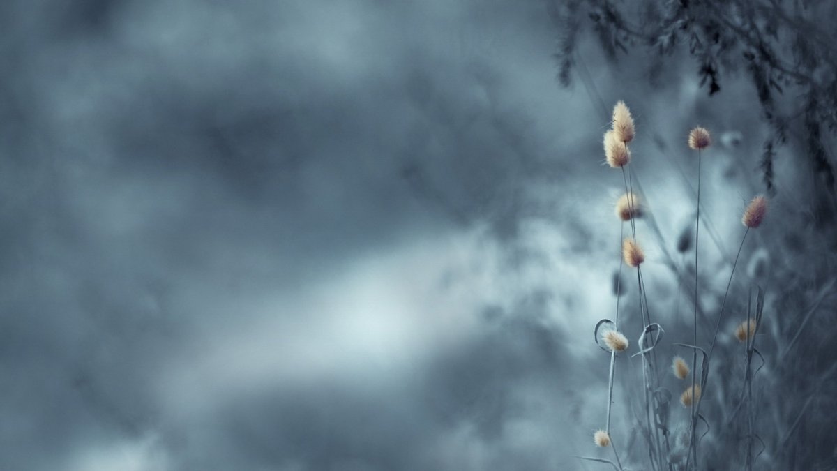 Серо-голубой в природе