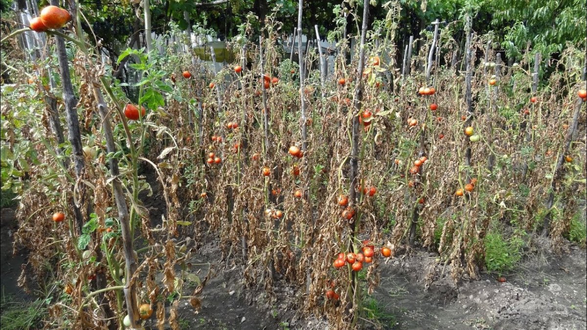 Лютикова прошла любовь завяли помидоры