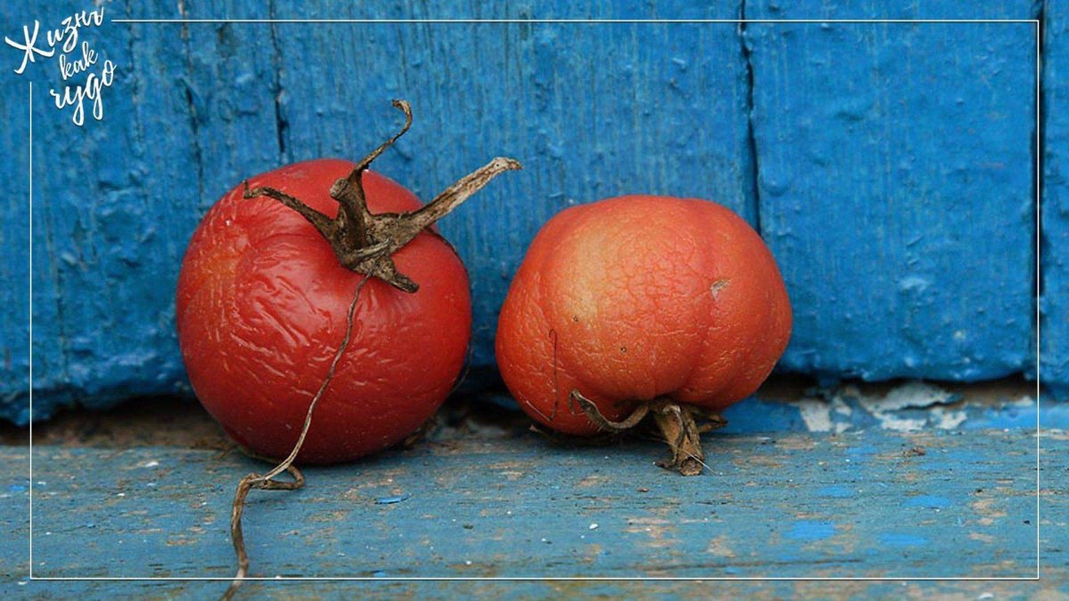 Прошла любовь завяли помидоры