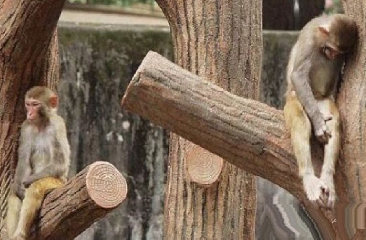 Повяли помидоры прикол