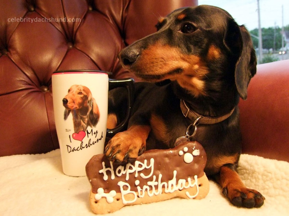 Открытки с таксами