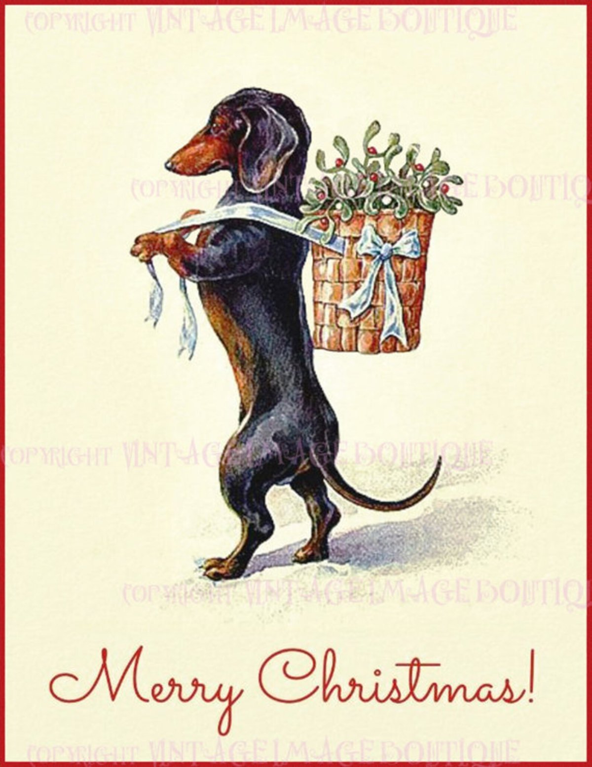 Такса собака