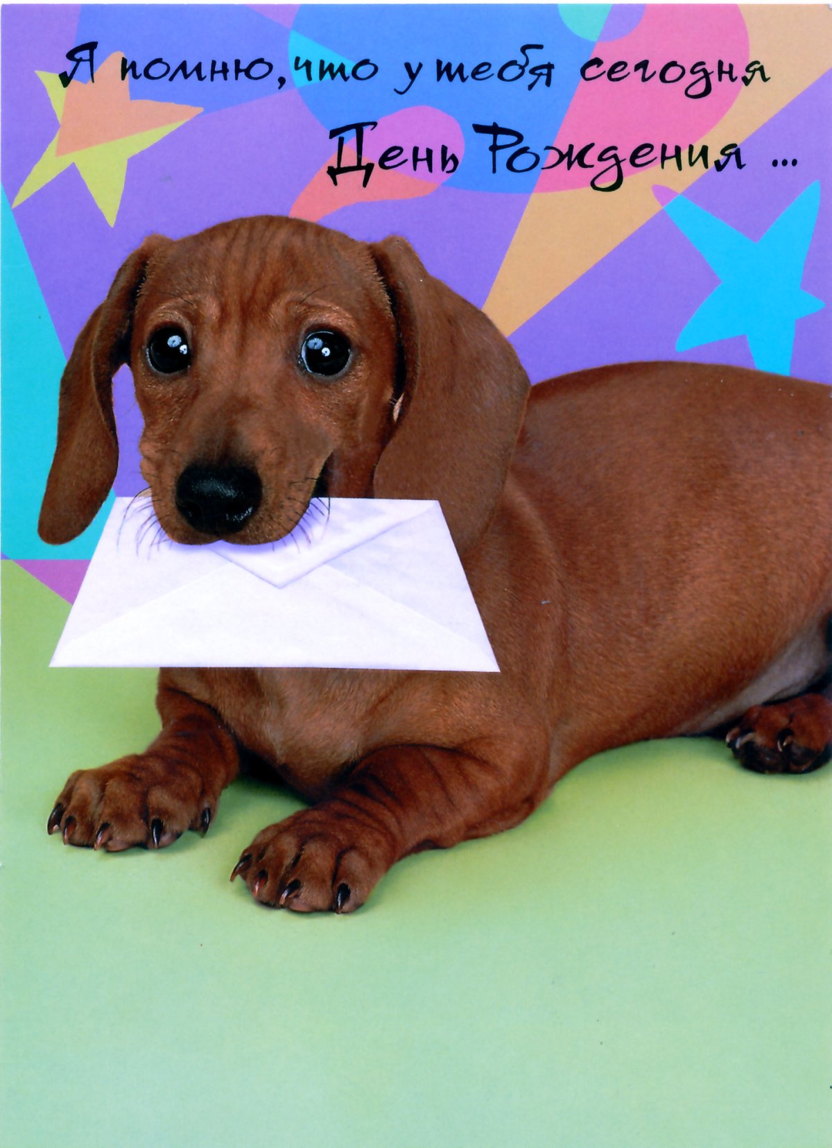 Открытки с таксами с днем рождения