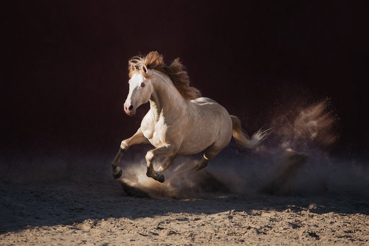 Лошадь породы Мустанг