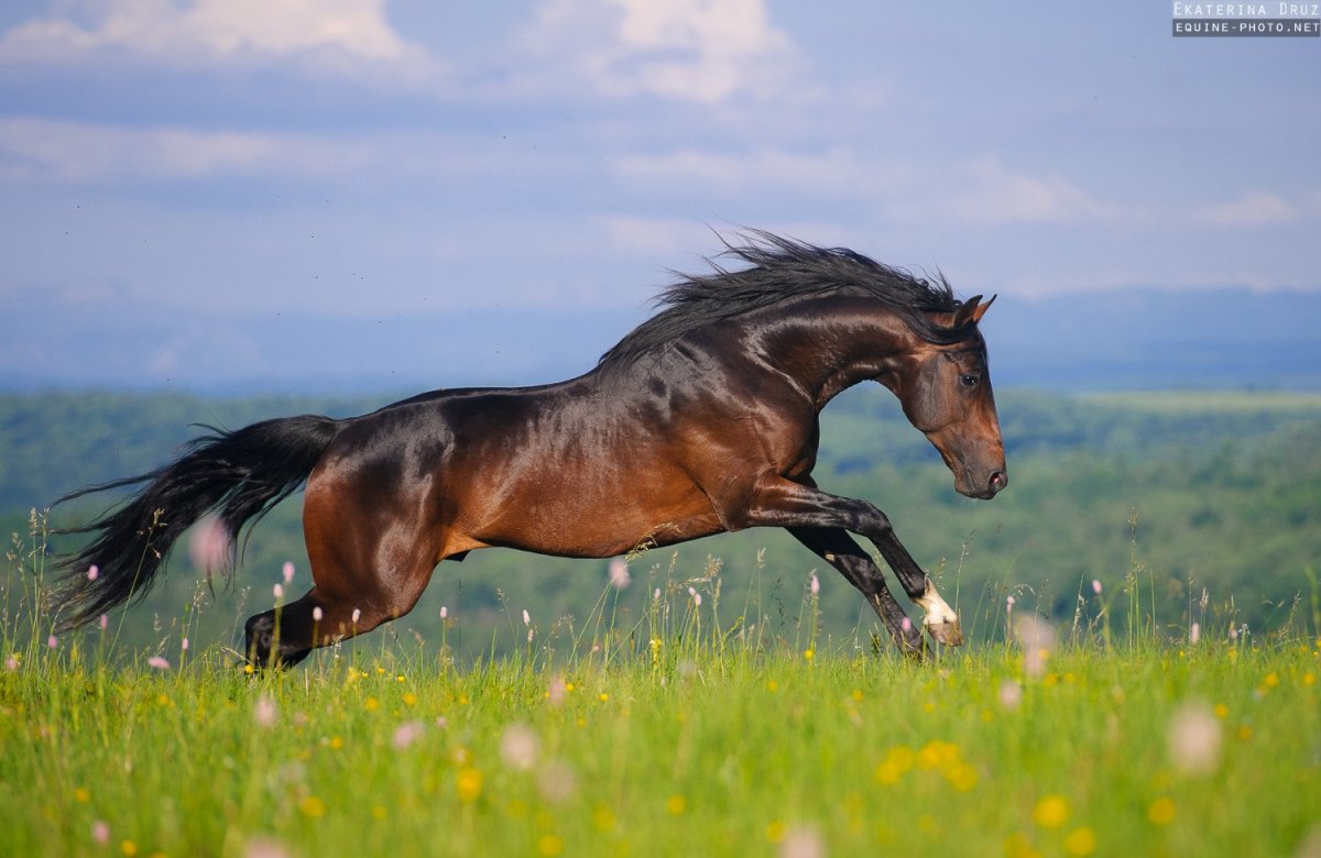 Карачай Хорс
