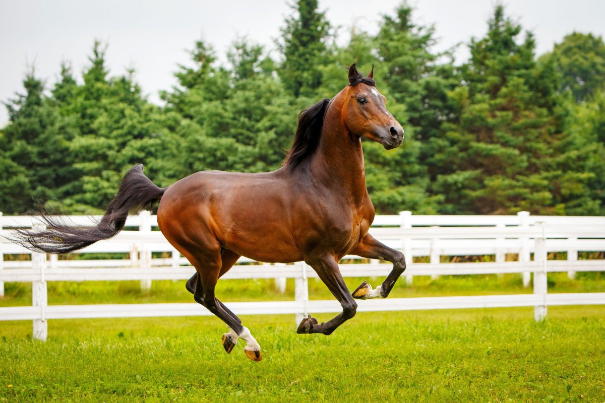 Галоп (Аллюр)