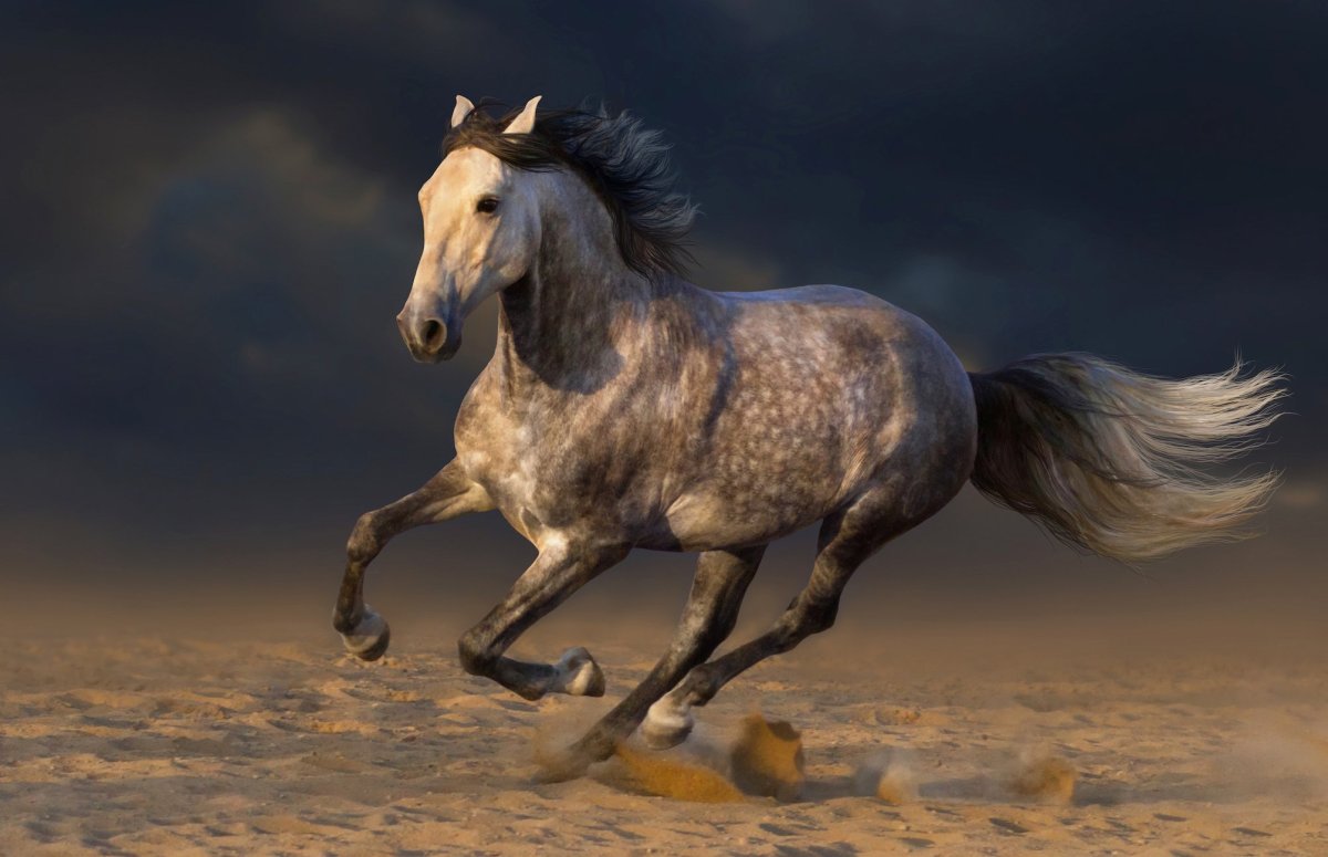 Бегущий Мустанг