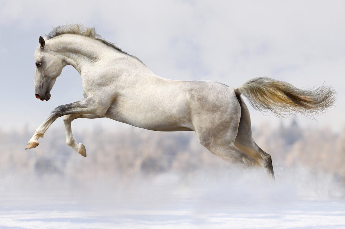 Белая лошадь бежит