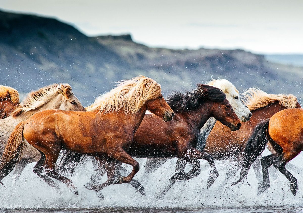 Красивый конь