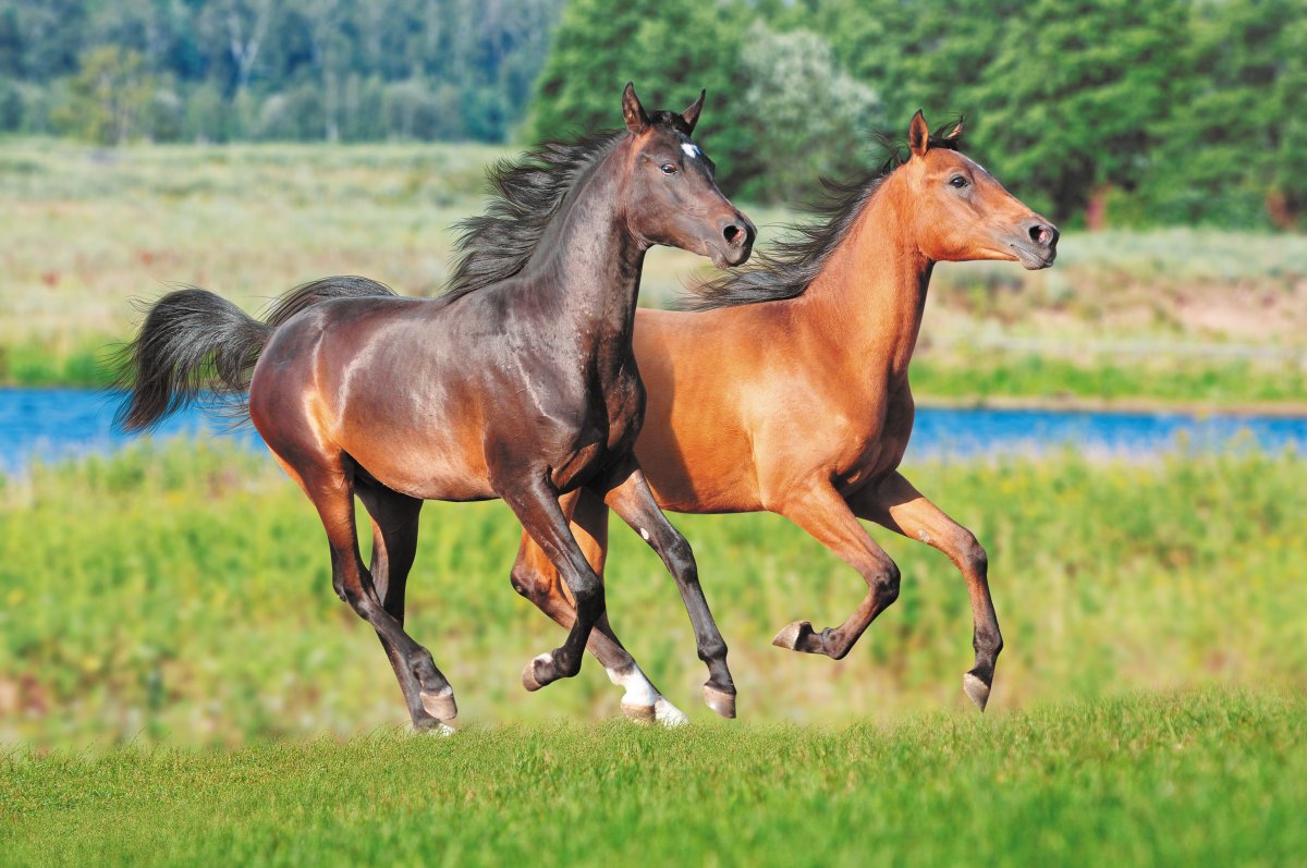 Табун лошадей