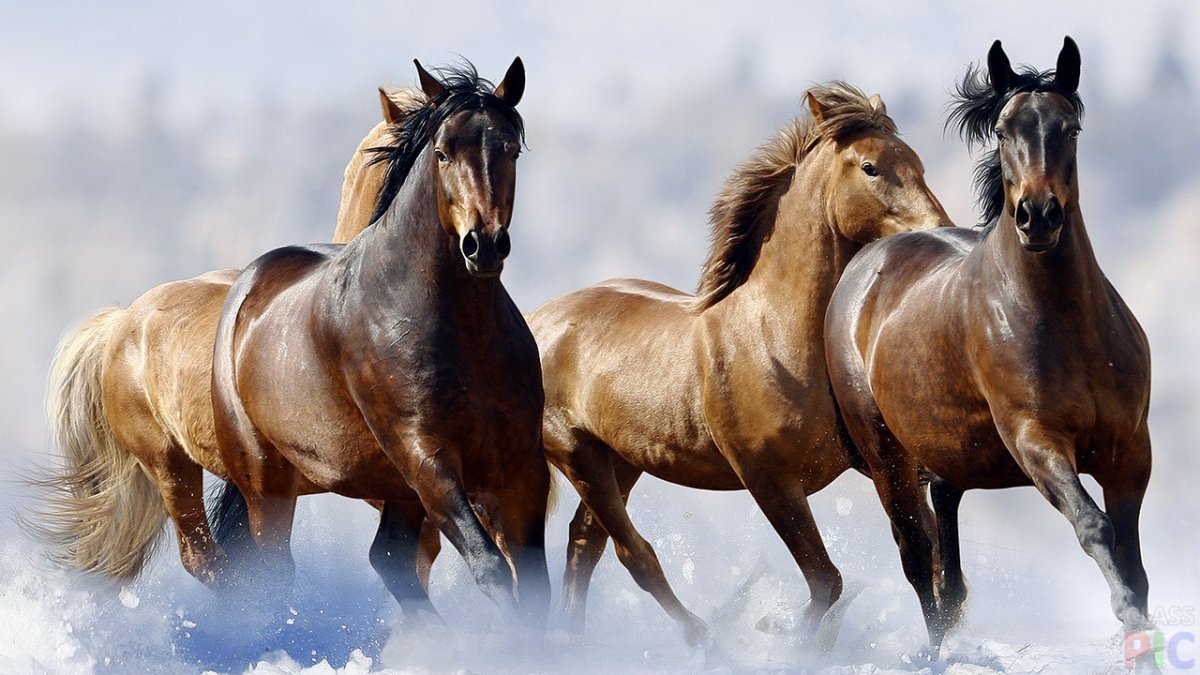 Картинки лошадей