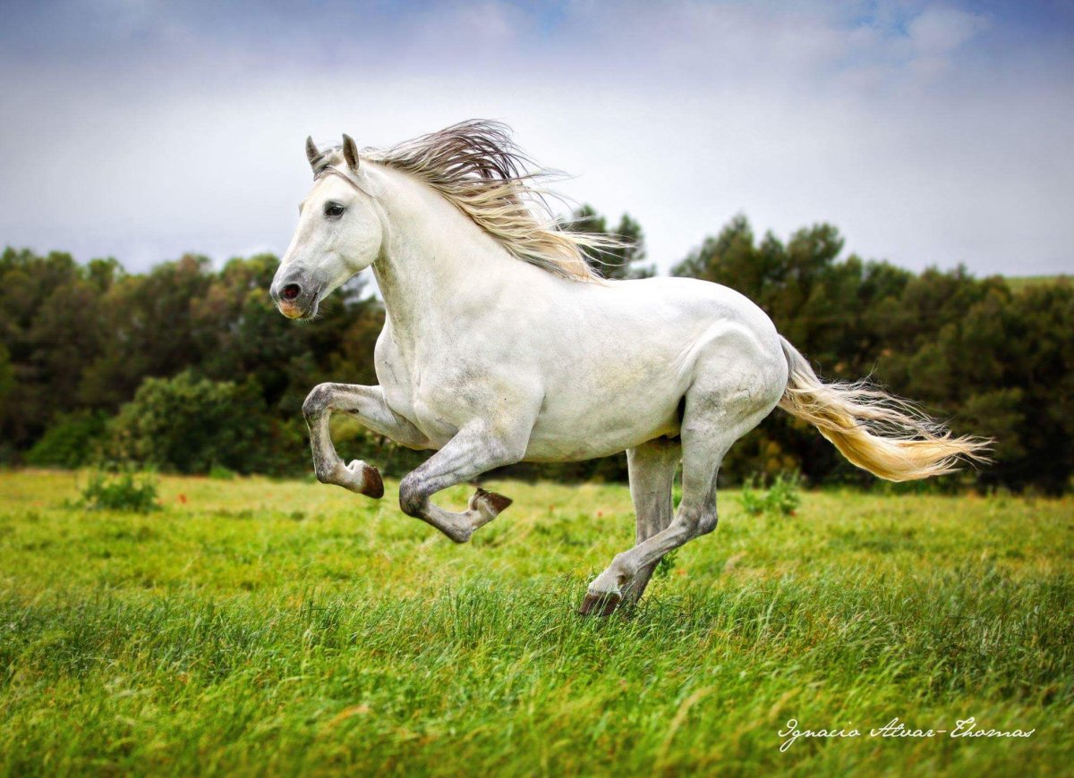 Вороная лошадь галоп
