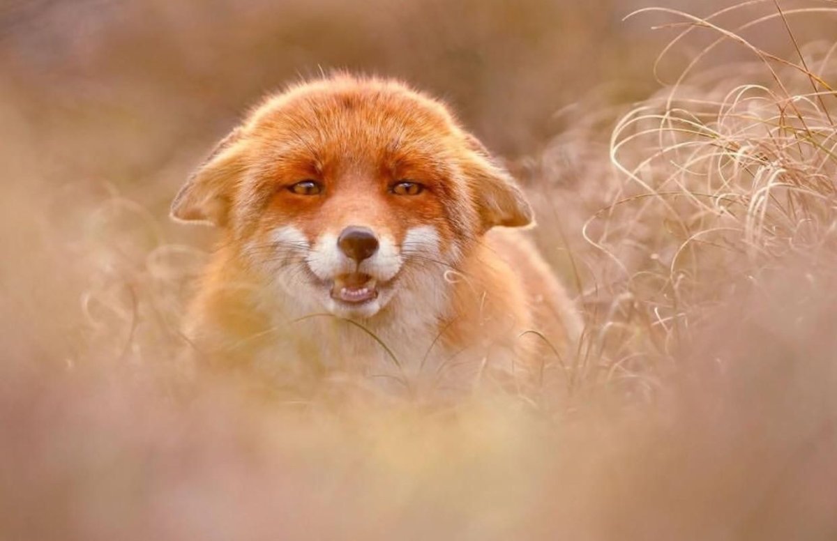 Одинокий Лис