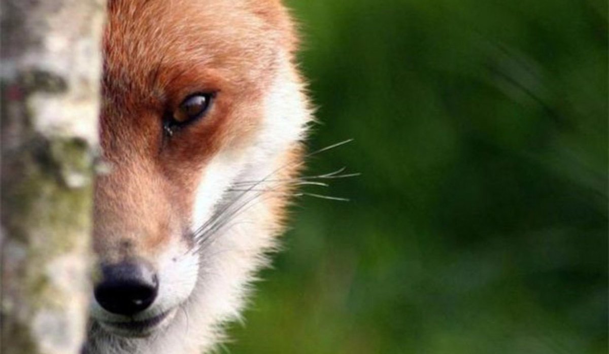 Лиса на Байконуре