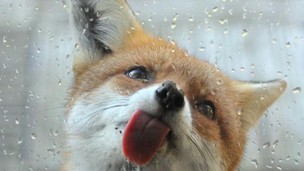 Лиса под дождем