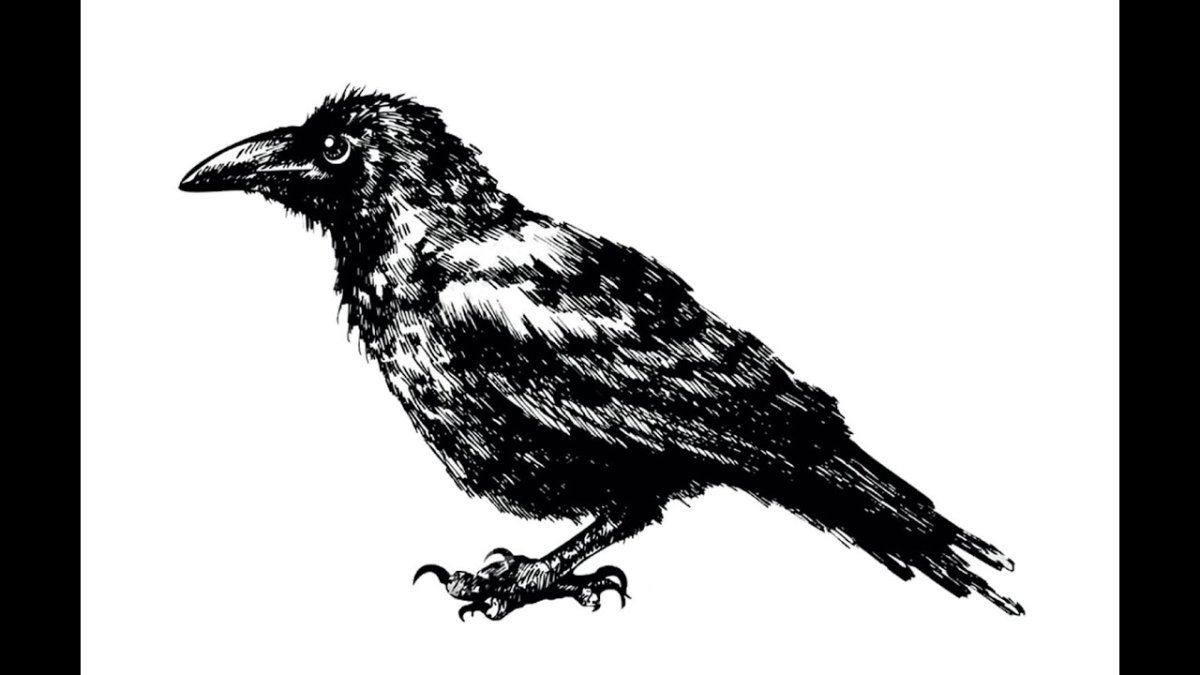 Ноги вороны рисунок